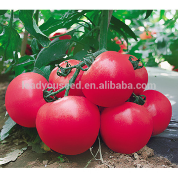 JT10 Duola TYLCV resistencia híbrido semillas de tomate para la venta en China